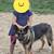 Female German Shepherd 5 thumbnail