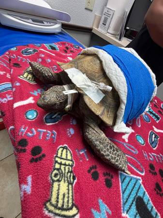 Looking for Desert Tortise in need for rehoming (Las Vegas)63860185298691120