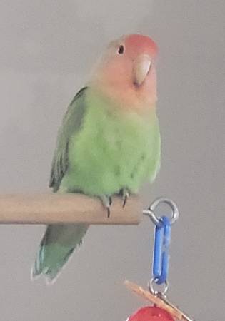 Peachface Lovebird63667812759425120