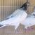 Highflyer Pigeon Pairs 13 thumbnail