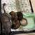 Registered shorkie   Puppies 2 thumbnail