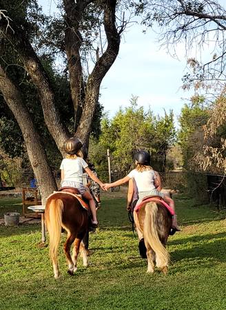 Mobile Pony Rides and Petting Zoo 1