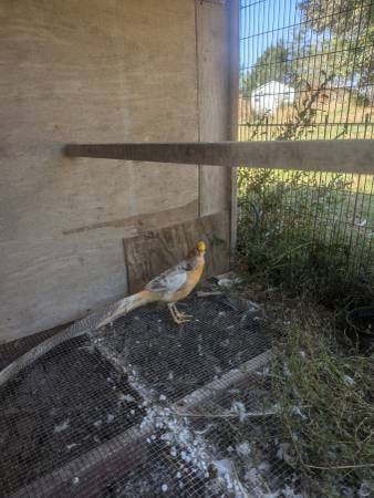 Pheasants 1