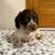 Long hair chocolate pied Doxie boy 2 thumbnail