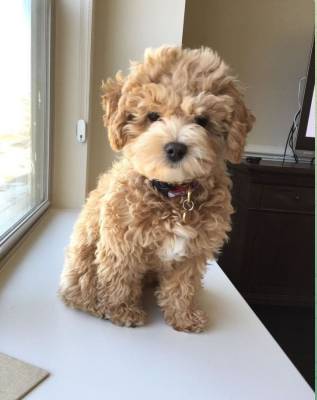 HealthyMaltipoo (303-30uno-5727)