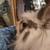Lionhead Rex Mix In Need of Good Loving Home ( Rehome in Aurora) 10 thumbnail