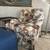 Floral Roll Arm Chair by Vanguard Furniture Company, Hickory, NC 1 thumbnail