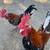 Kikikis/gallos 3 thumbnail