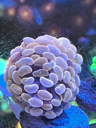 Rainbow Gold hammer frag 1