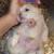Rehoming Shitzu 11 thumbnail