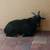 Male Goats 9 thumbnail