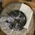 Audi S3 (8V) HP Brake Kit (NEW) 3 thumbnail