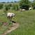 Miniature horse 6 thumbnail