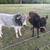 Mini Jersey Zebu Cross Cow/Calf 4 thumbnail