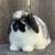 Holland Lop Baby Rabbits 9 thumbnail
