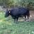 Fall calving Registered Angus cows and heifers 5 thumbnail