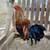 Rooster 1 thumbnail