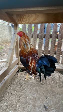 Rooster 1
