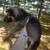 Full blooded not papered German shepherd puppies 13 thumbnail