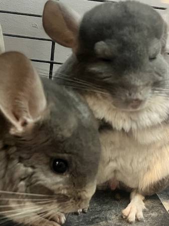 seeking good home for two lovable chinchilla bros (ridgewood)63950652901634121