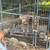 American bully for sale 1 thumbnail