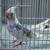 Proven Breeding Pair Cockatiels 7 thumbnail