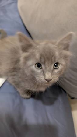 Kittens for rehoming63795938702083123