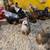 Chickens 8 thumbnail