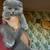 Scottish fold kittens 7 thumbnail