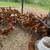 Chickens 2 thumbnail