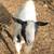 Nigerian dwarf herd 5 thumbnail