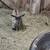 Pygmy goats 9 thumbnail