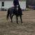 Gentle bay Gelding 7 thumbnail