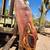 Large inventory of Mesquite Slabs **KILN DRIED = NO BUGS 11 thumbnail