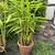 large potted plants 6 thumbnail
