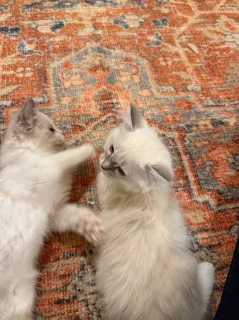 Ragdoll Kittens63930684987778120