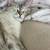 MISSING!! White Siamese ( w/ tabby tail/ legs) Female 3 thumbnail