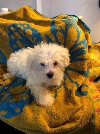 Maltese puppy (Lexi) (Aurora)63921364747522120