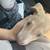 3 month old pit mix 2 thumbnail