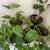 🌿 Healthy Houseplant Collection – Pothos & Ficus – Pots Included 2 thumbnail