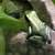 mint dart frogs 1 thumbnail