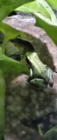 mint dart frogs 1