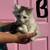 Mousers 4 thumbnail