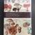 Vintage Illustrated Book - 1974 The Complete Book of Mushrooms 10 thumbnail