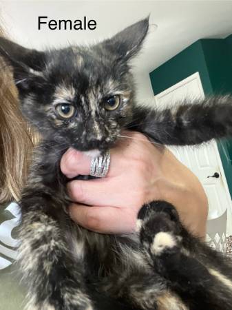 Kittens looking for Forever Homes (willow glen / cambrian)63696471332995123