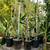 Dragon Fruit Plant(s) established Rooted in 5 gallon pots, up to 6ft 1 thumbnail
