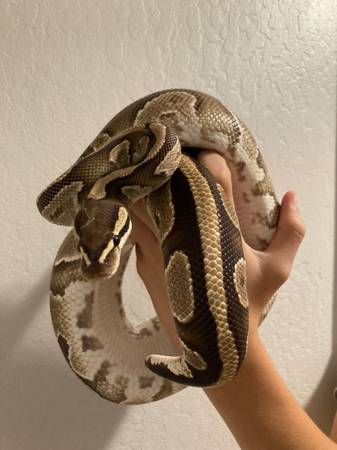 2 female adult ball pythons (concord / pleasant hill / martinez)63861571738499121