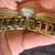 Anne Klein Gold Tone Diamond Flip-Top Bracelet with Hidden Watch 6 thumbnail