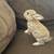 8 Week Boy Bunnies 5 thumbnail