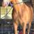 Big gelding 5 thumbnail